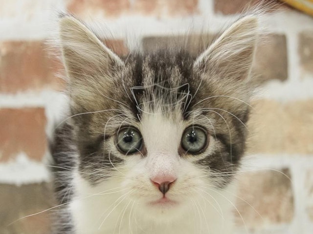 沖縄県のノルウェージャンフォレストキャット (ペッツワンABLOうるま店/2023年9月2日生まれ/女の子/ブラウンタビーホワイト)の子猫